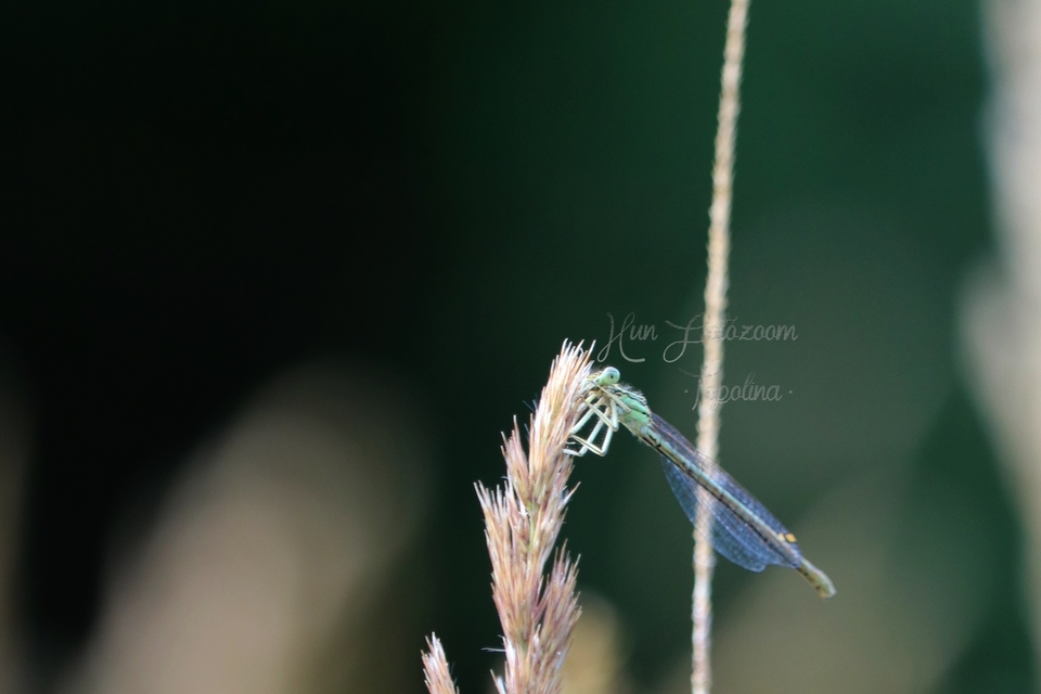 Platycnemis pennipes - széleslábú szitakötő