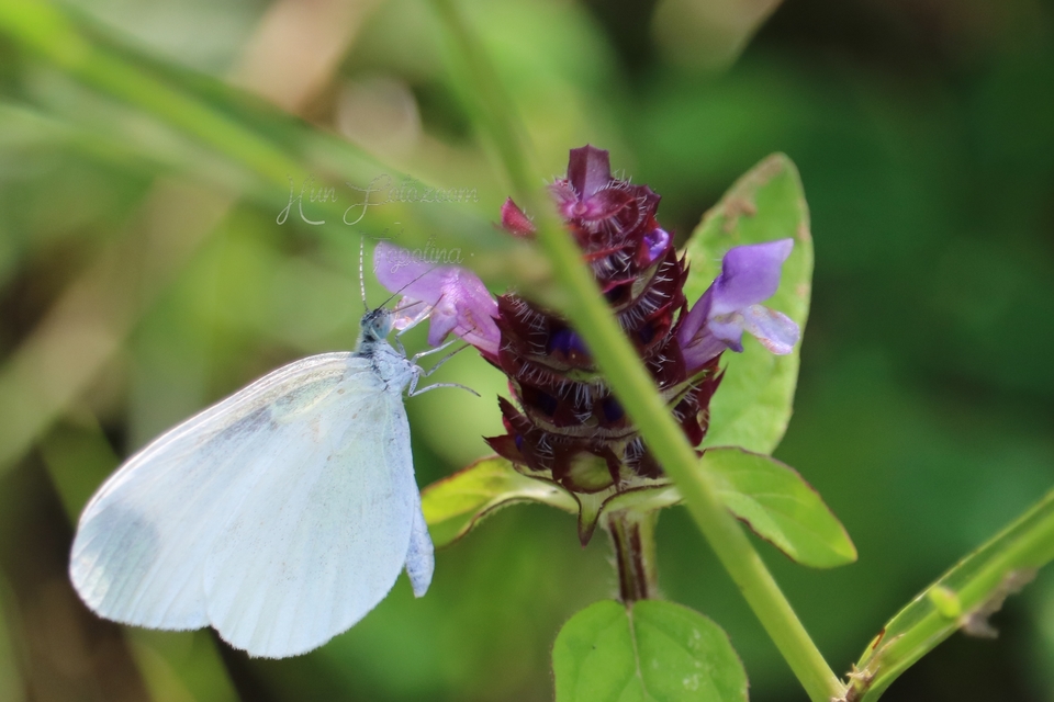 Leptidea sinapis/juvernica