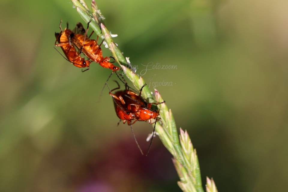 Rhagonycha fulva - feketevégű lágybogár