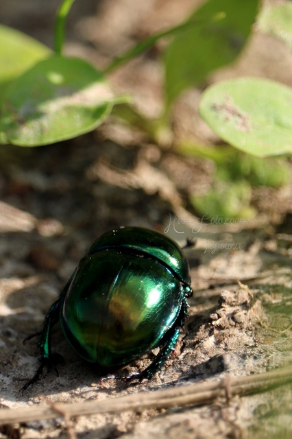 Trypocopris vernalis - tavaszi álganéjtúró