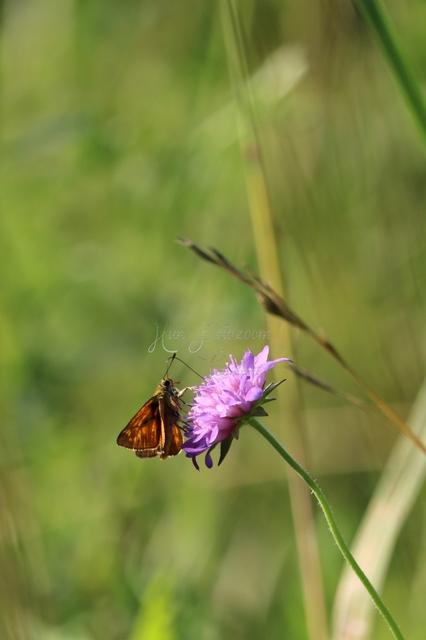 Ochlodes sylvanus - erdei busalepke