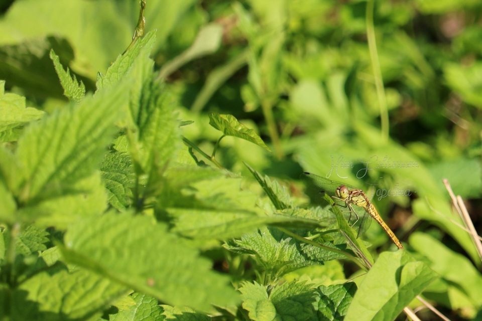 Sympetrum striolatum/vulgatum