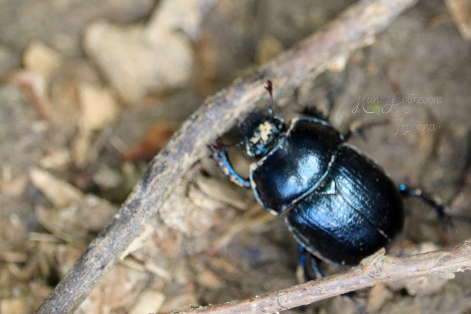 Anoplotrupes stercorosus - erdei álganéjtúró