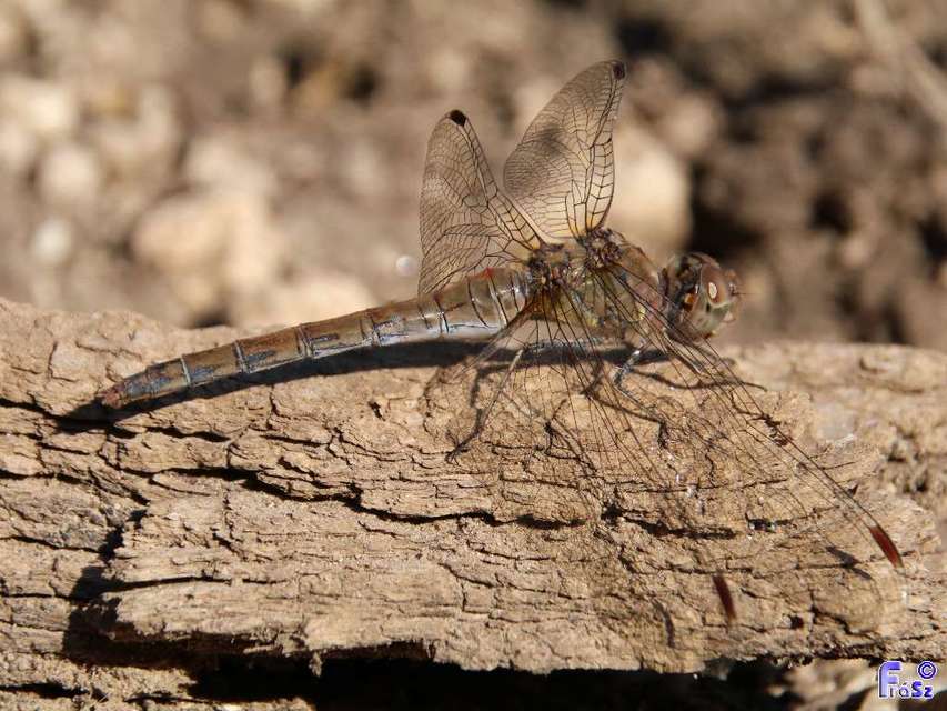 Sympetrum striolatum - harántsávos katona-szitakötő