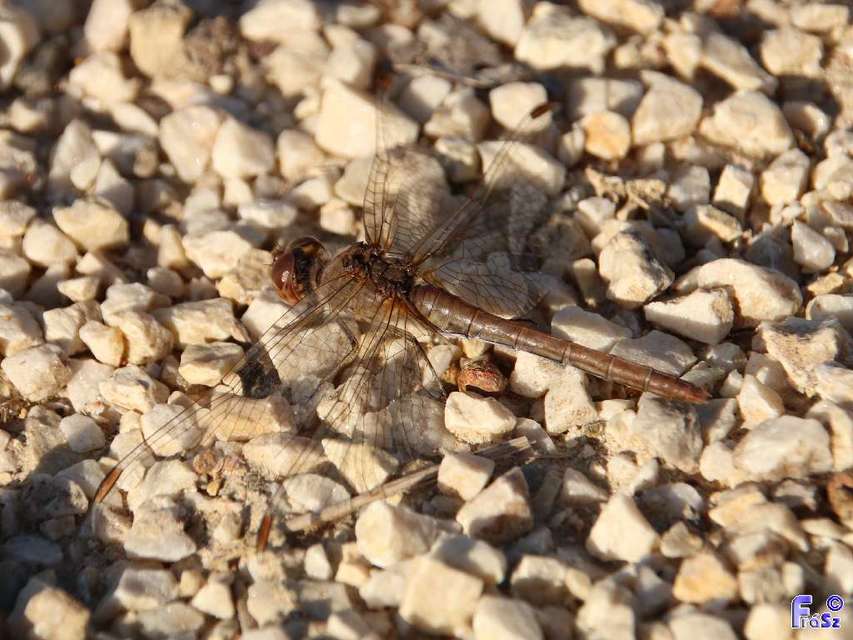 Sympetrum meridionale - fakó katona-szitakötő