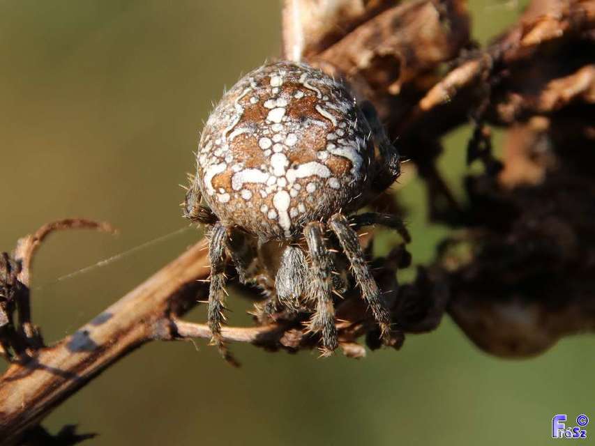 Araneus diadematus - koronás keresztespók Araneus diadematus - koronás keresztespók