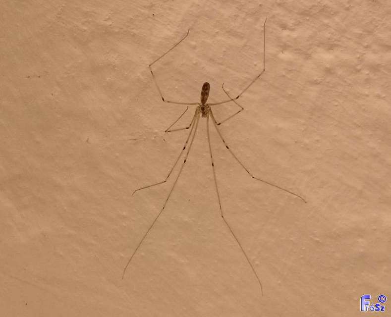Pholcus phalangioides - nagy álkaszáspók