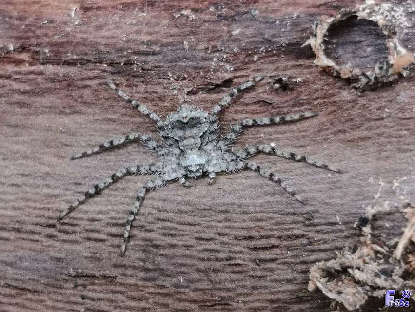 Philodromus margaritatus - bükkfa-fürgekarolópók