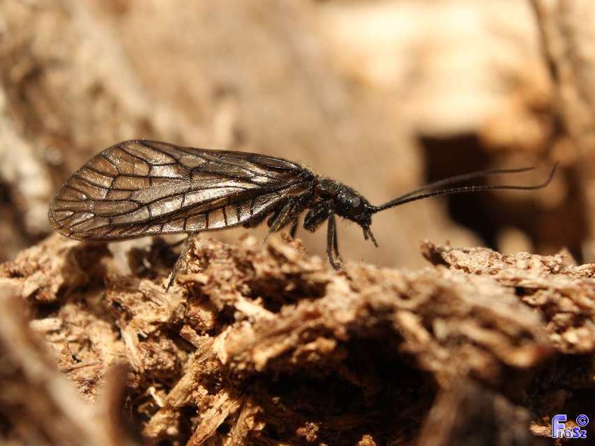 Sialidae
