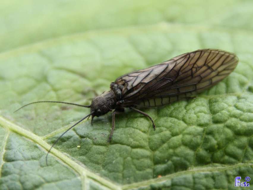 Sialidae