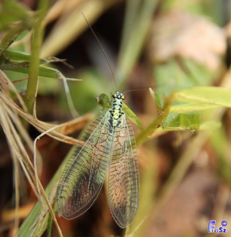 Chrysopa perla - aranyszemű fátyolka