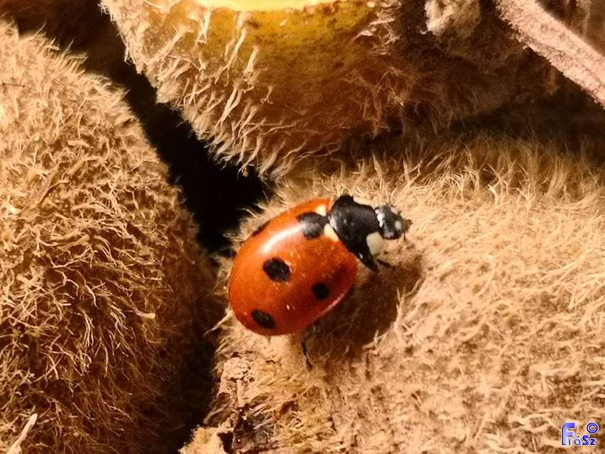 Coccinella septempunctata - hétpettyes katica