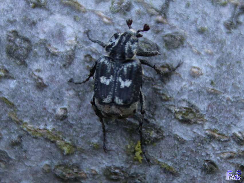 Valgus hemipterus - suta virágbogár