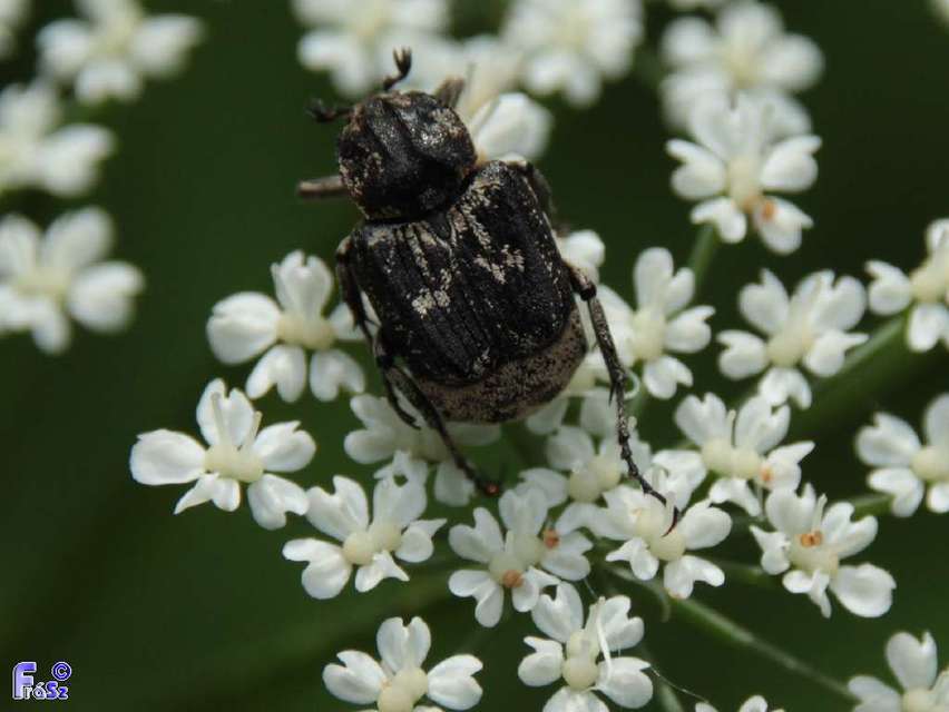 Valgus hemipterus - suta virágbogár