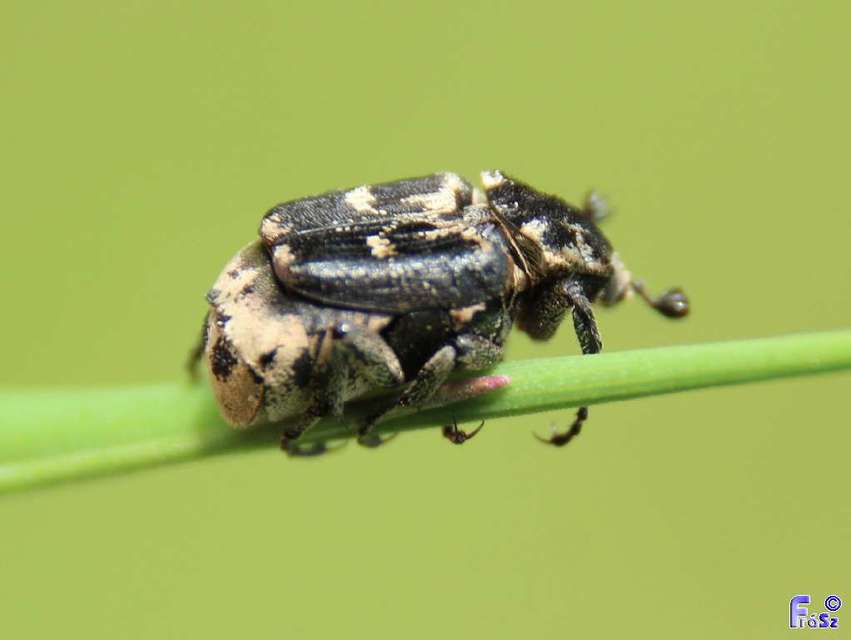 Valgus hemipterus - suta virágbogár