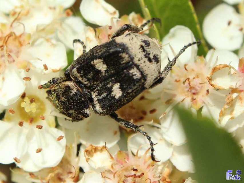 Valgus hemipterus - suta virágbogár