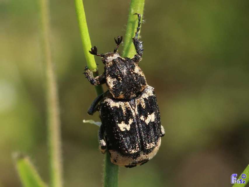 Valgus hemipterus - suta virágbogár