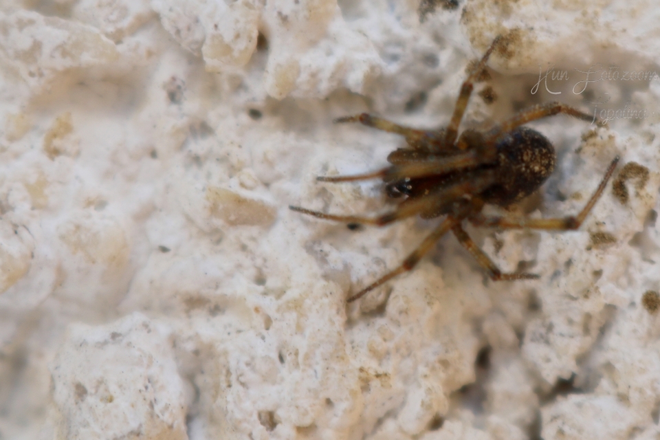Parasteatoda tepidariorum - üvegházi törpepók