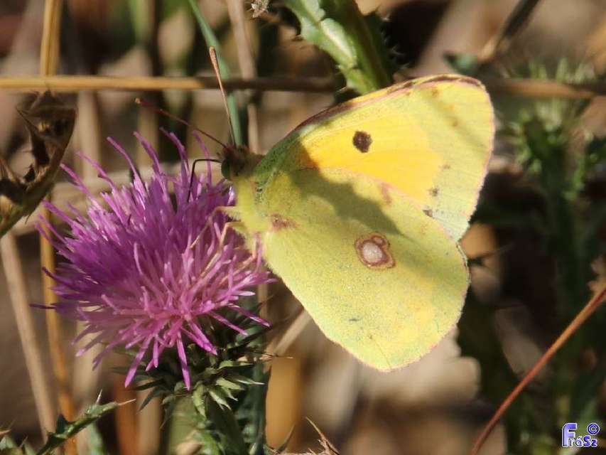 Colias croceus - sáfránylepke