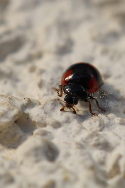 Adalia bipunctata - kétpettyes katica