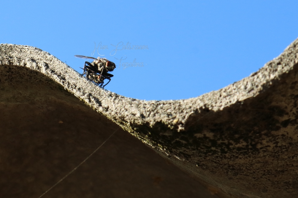 Sarcophagidae - húslégyfélék