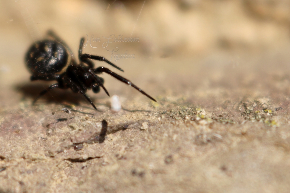 Steatoda albomaculata - koszorús törpepók Steatoda albomaculata - koszorús törpepók