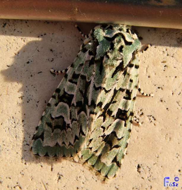 Griposia aprilina - őszi zöldbagoly