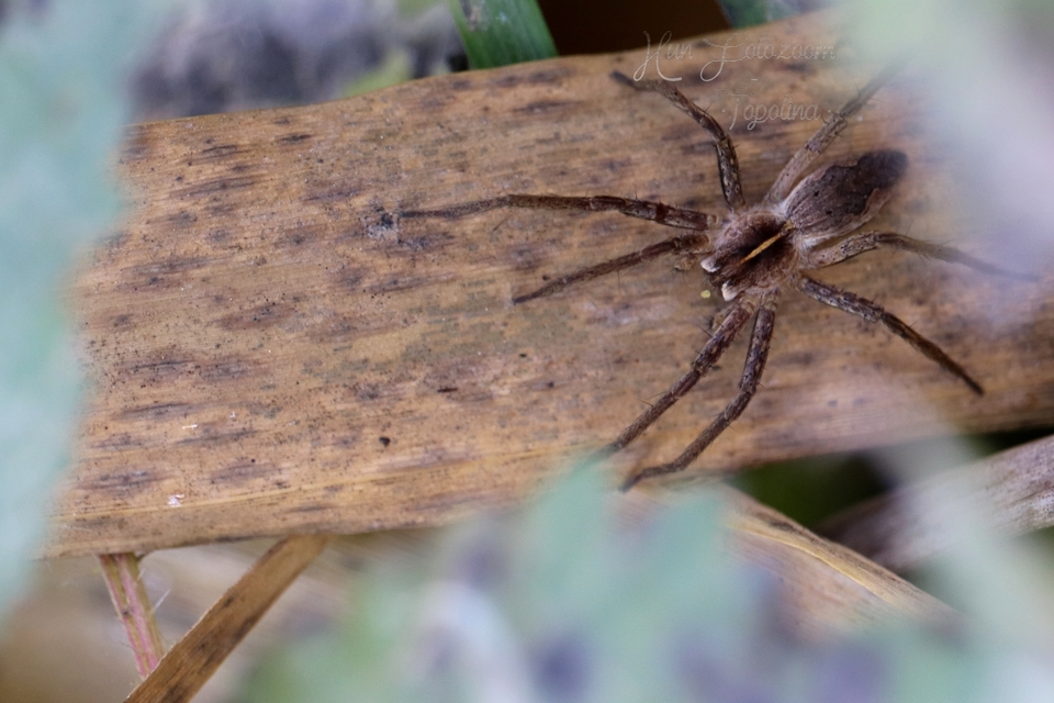 Pisaura mirabilis - csodáspók