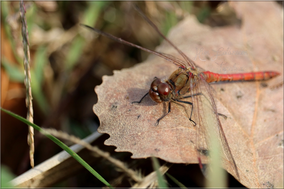 Sympetrum striolatum/vulgatum