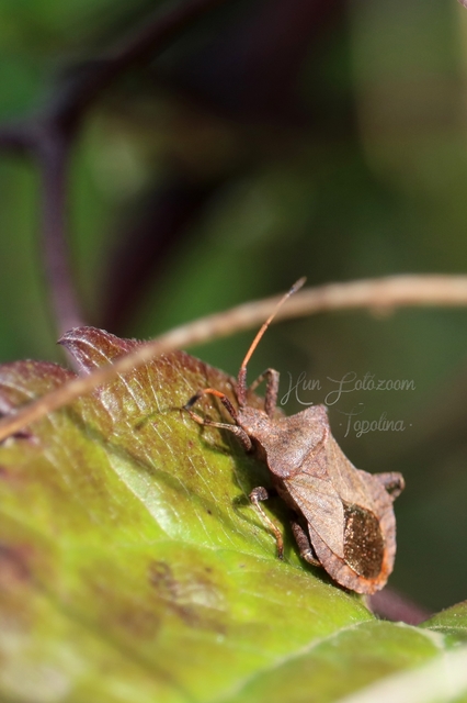 Coreus marginatus - közönséges karimáspoloska