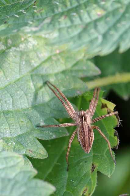 Pisaura mirabilis - csodáspók