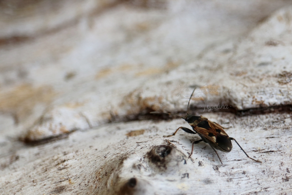 Rhyparochromus vulgaris - közönséges díszesbodobács