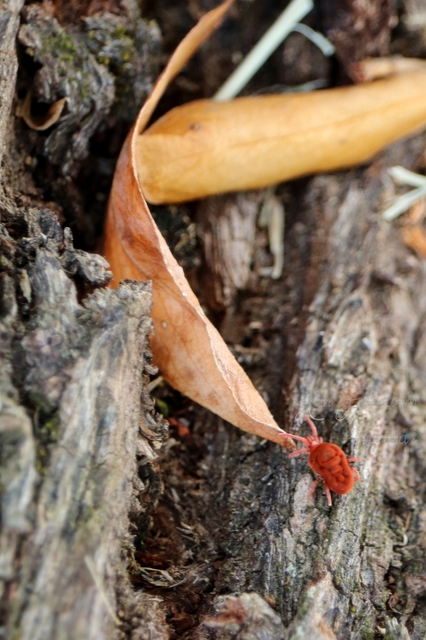 Allothrombium