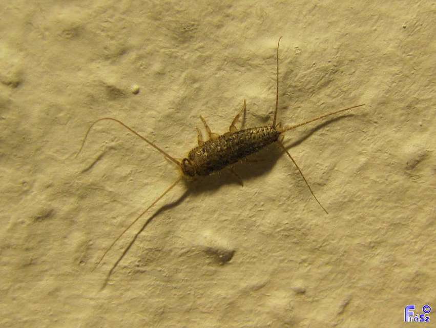 Zygentoma - Pikkelykék