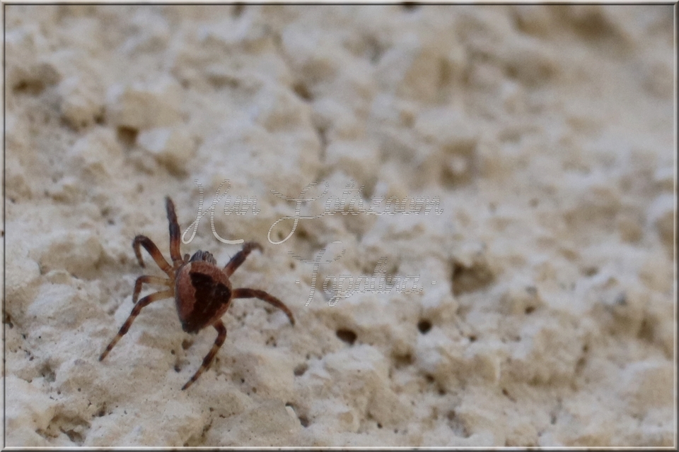 Larinioides