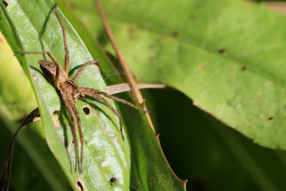 Pisaura mirabilis - csodáspók