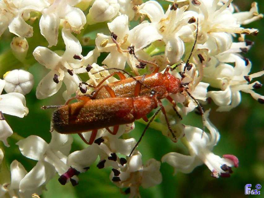Rhagonycha fulva - feketevégű lágybogár