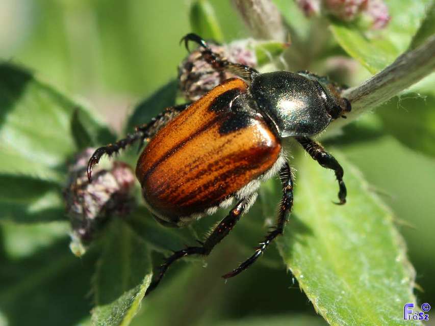 Anisoplia austriaca - osztrák szipoly