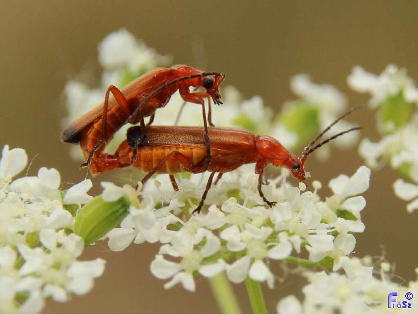 Rhagonycha fulva - feketevégű lágybogár