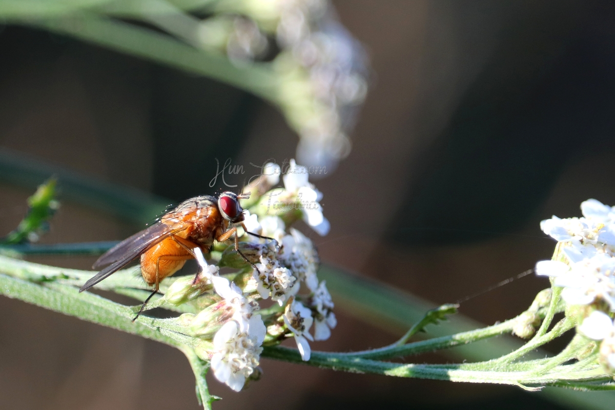 Phaonia rufiventris