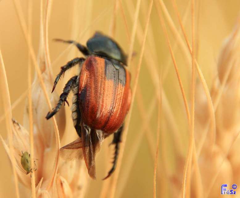 Anisoplia austriaca - osztrák szipoly