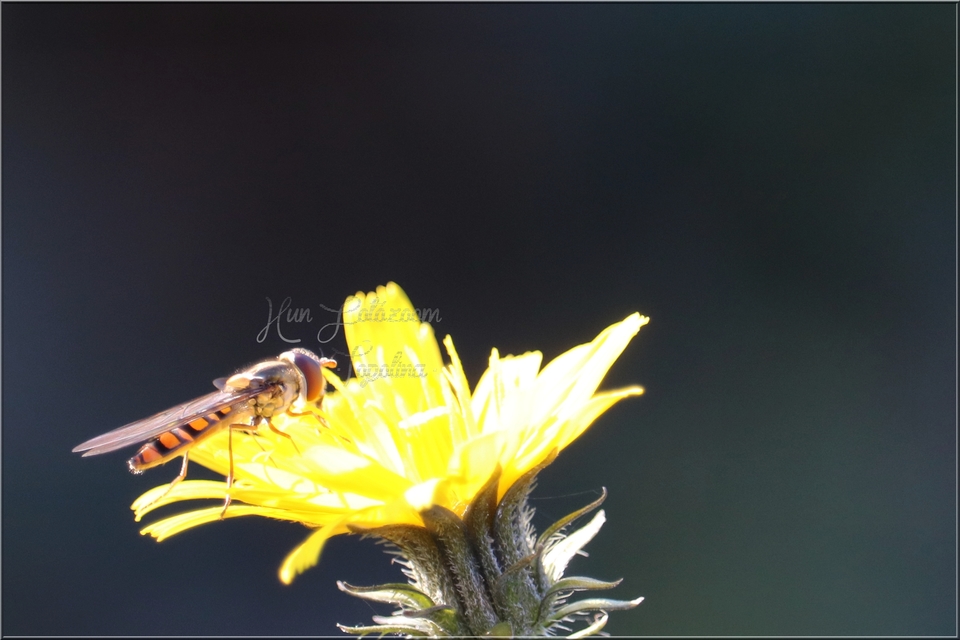Episyrphus balteatus - ékfoltos zengőlégy