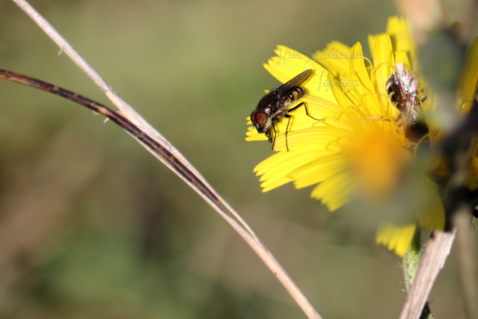 Stomorhina lunata - sáskaparazita légy