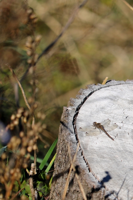 Sympetrum striolatum - harántsávos katona-szitakötő