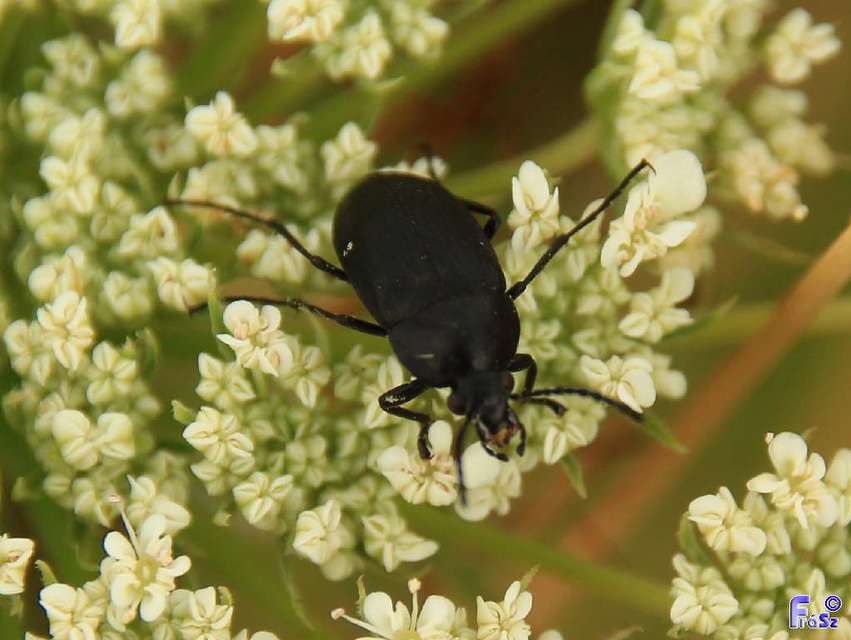 Podonta nigrita - szerecsenbogár