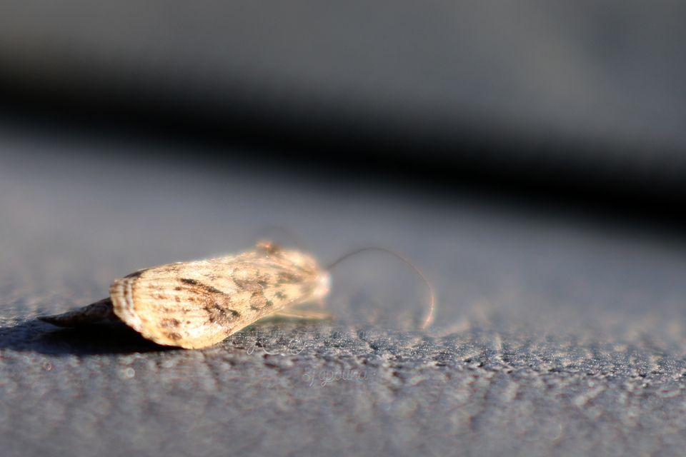 Nomophila noctuella - közönséges vándormoly