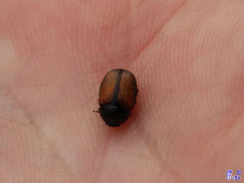 Omaloplia nigromarginata - szegélyes kiscserebogár