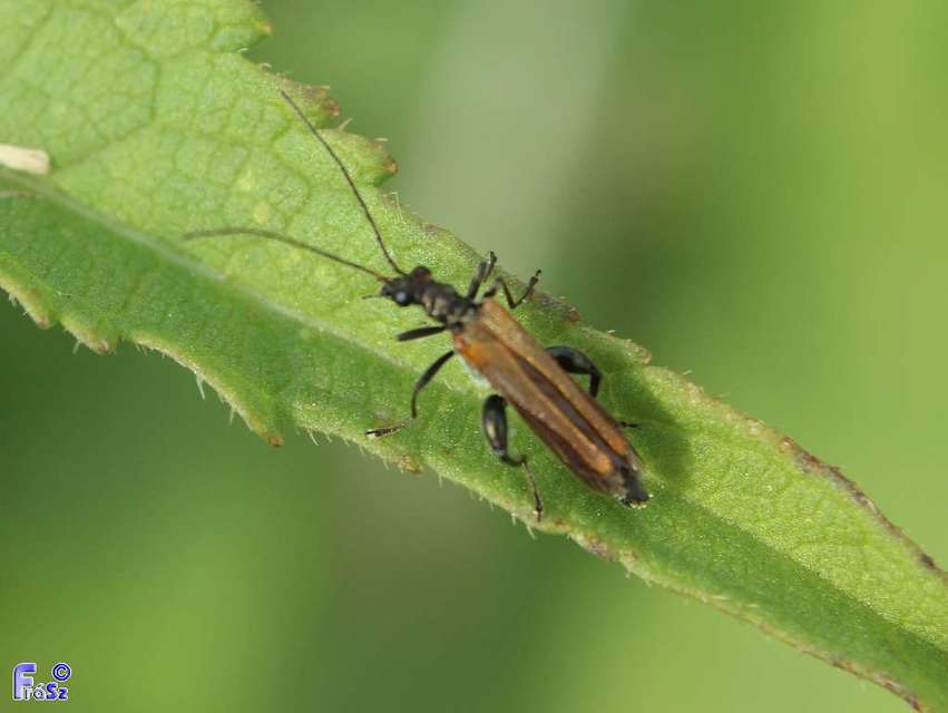 Oedemera femorata - sárgahátú álcincér