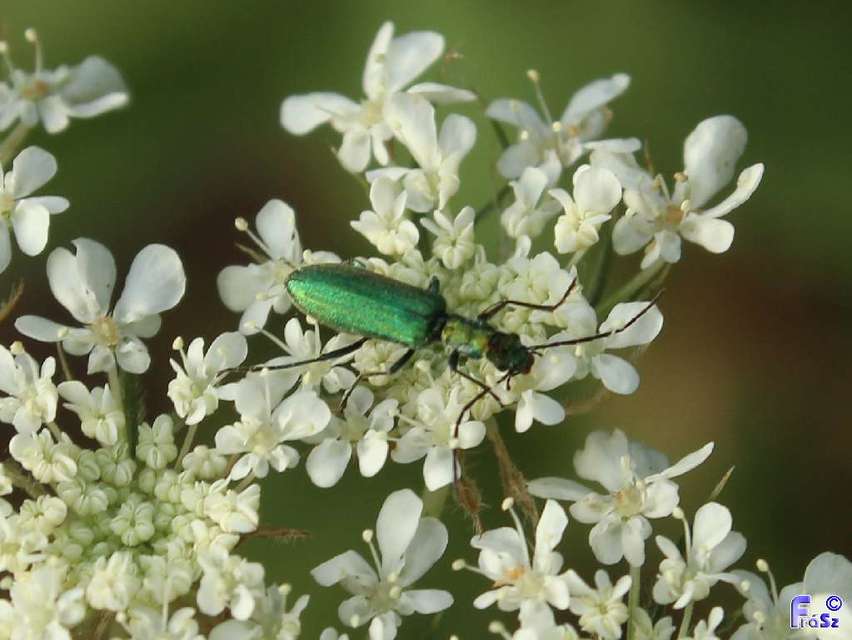 Chrysanthia viridissima - aranyos álcincér