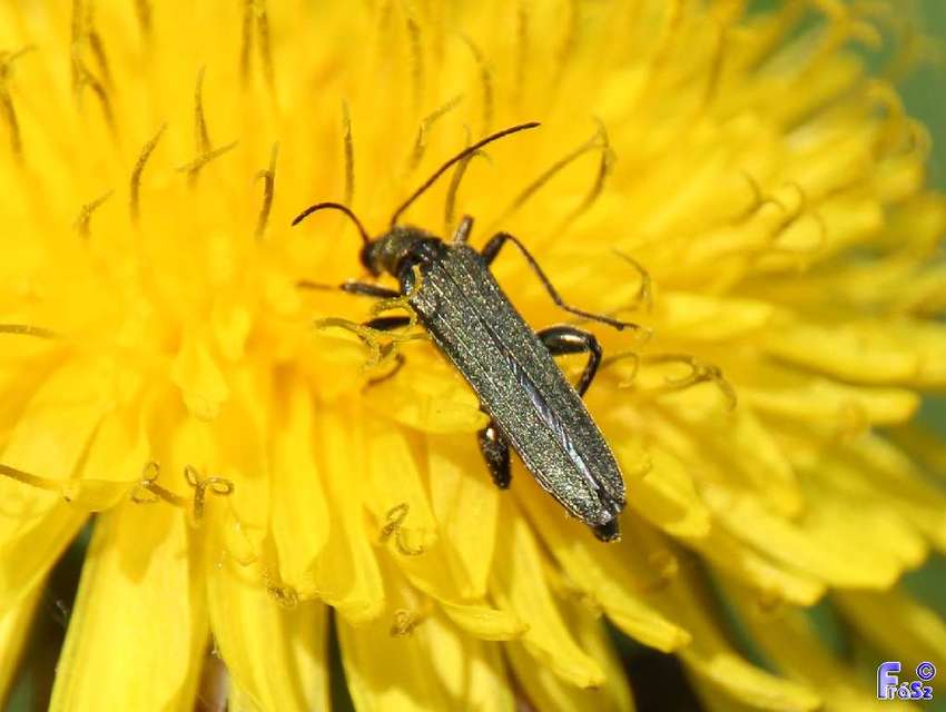 Oedemera virescens - zöldes álcincér